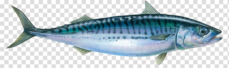 Oily fish Atlantic mackerel Seafood, allergy transparent background PNG clipart