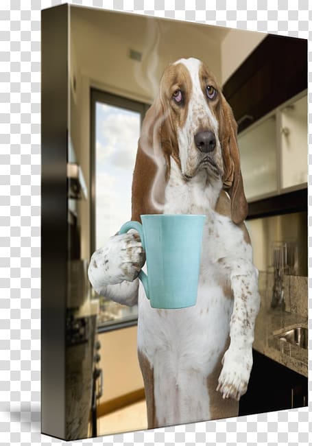 Basset Hound American Foxhound Treeing Walker Coonhound Dog breed Puppy, morning coffee transparent background PNG clipart