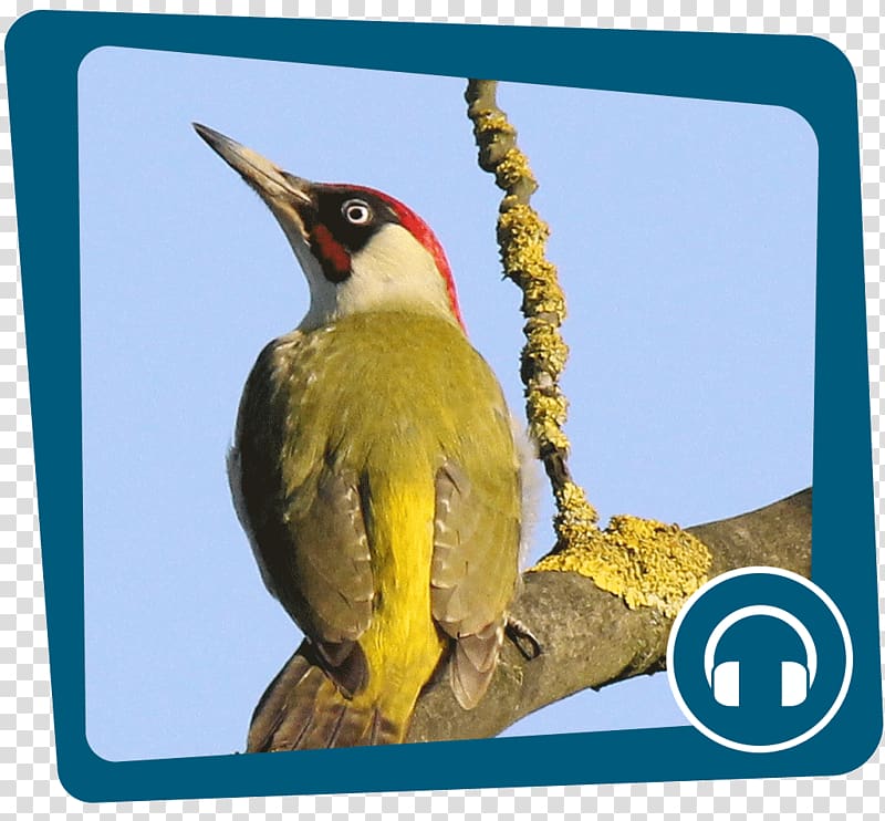 European green woodpecker Internet Podcast Great spotted woodpecker, gesang transparent background PNG clipart