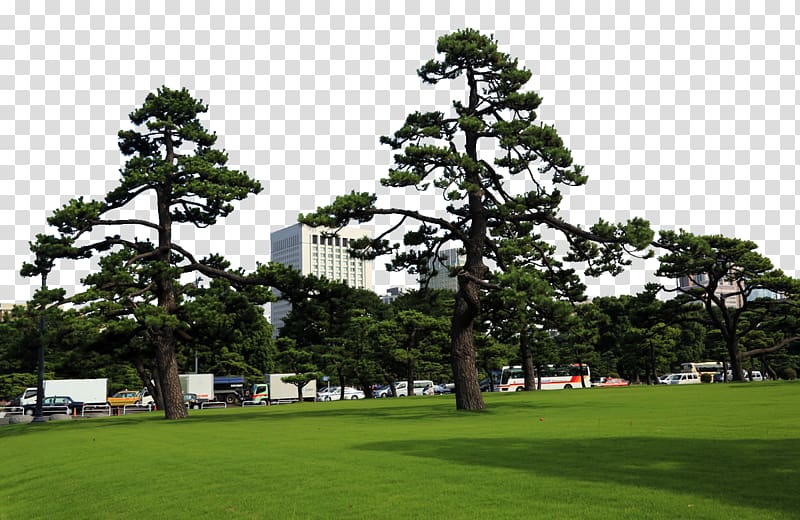 Tokyo Imperial Palace Ueno Park Tokyo Bay, Tokyo Imperial Palace Gaiemmae transparent background PNG clipart