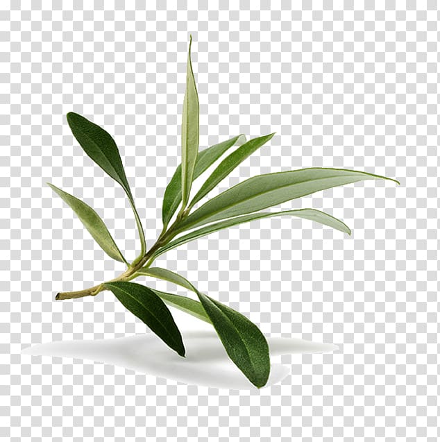 Olive leaf Olive branch , embrace nature transparent background PNG clipart