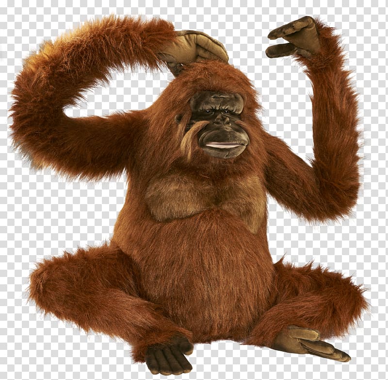 Gorilla Bornean orangutan Icon, Orangutan transparent background PNG clipart