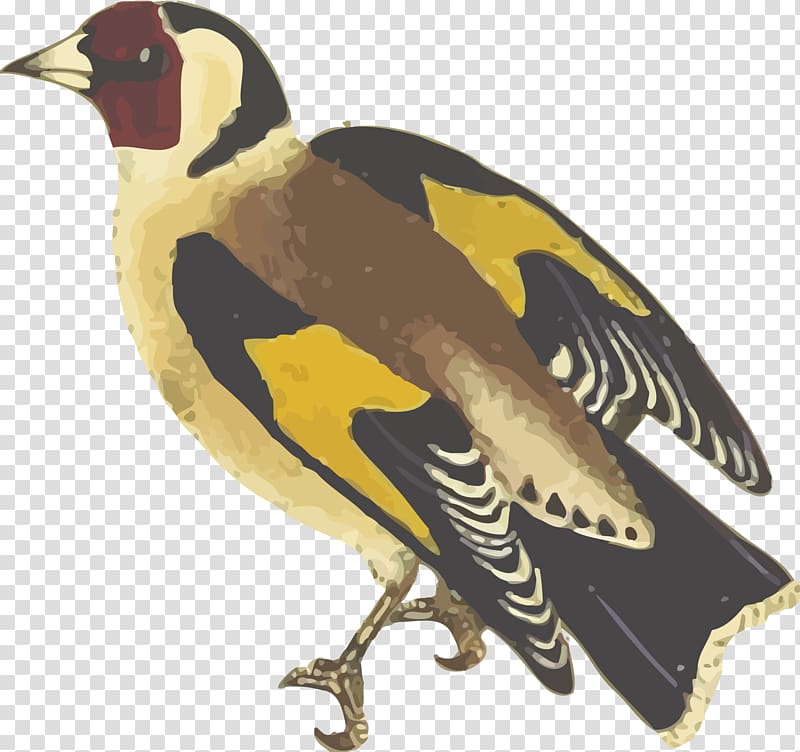 European goldfinch Bird Duck , birds transparent background PNG clipart