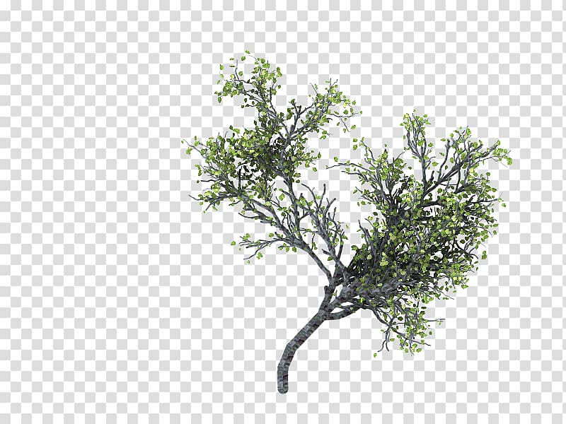Tree Branch Woody plant Populus nigra, rama transparent background PNG clipart