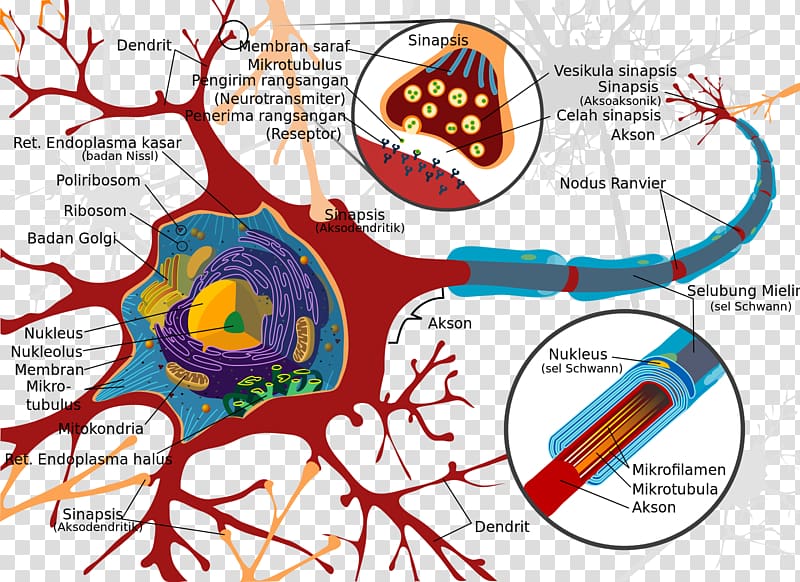 Motor neuron Cell Nervous system Soma, neurons transparent background PNG clipart