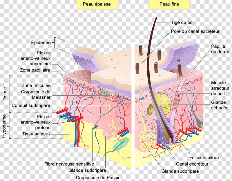 Human skin Epidermis Subcutaneous tissue, skin transparent background PNG clipart