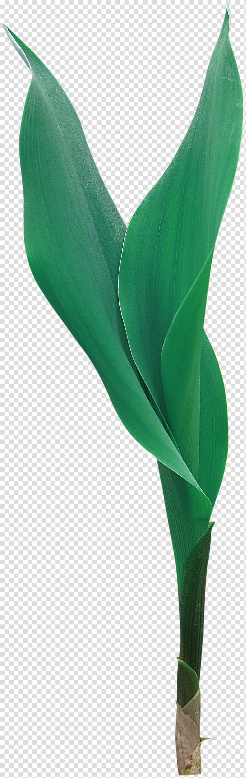 Arum Lilies Flowering plant Leaf, green leaves transparent background PNG clipart