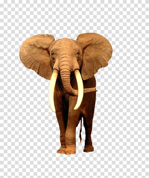 African bush elephant Desktop Asian elephant, elephant transparent background PNG clipart