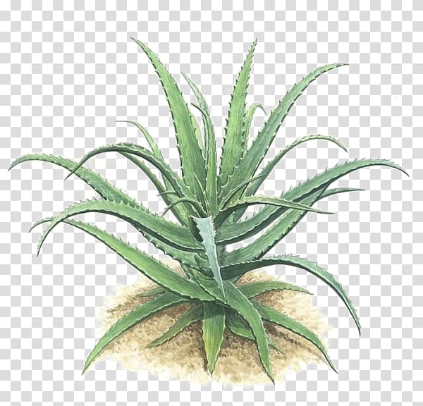 Aloe vera Plant Green Gel, Aloe transparent background PNG clipart
