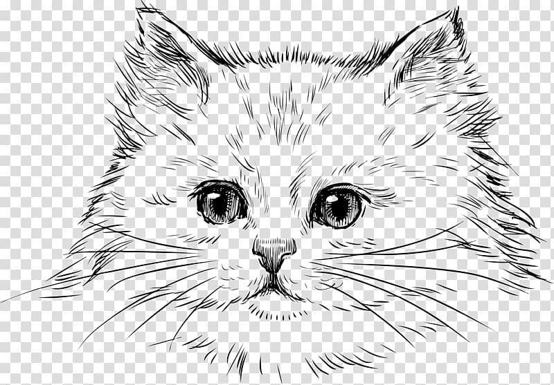 Cat Kitten Drawing , persian transparent background PNG clipart