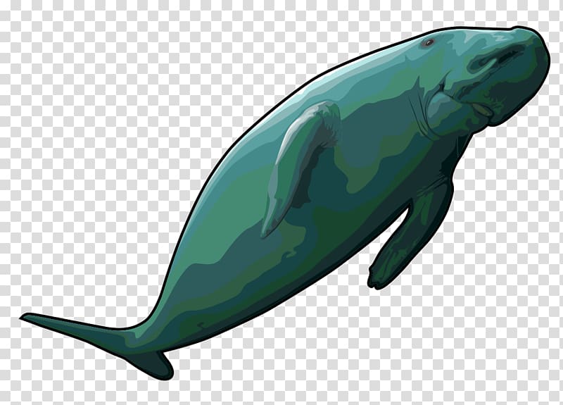 Sea cows Steller\'s sea cow Common bottlenose dolphin Dugong , whale transparent background PNG clipart
