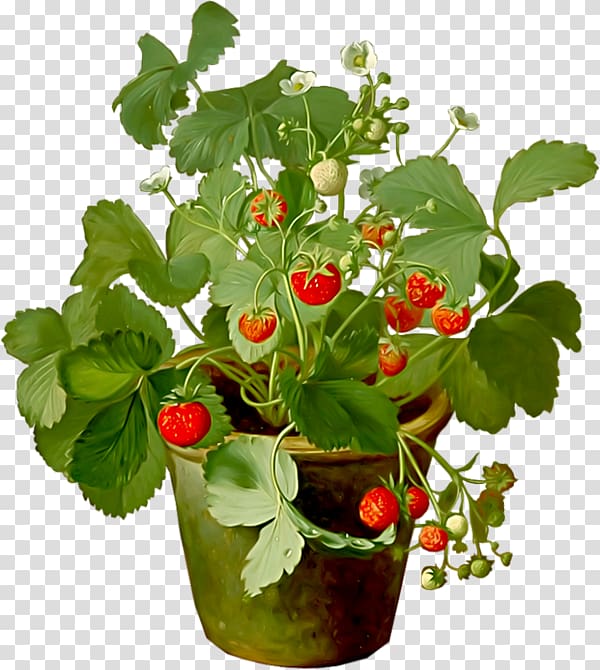 Strawberry Fraisier Amorodo Fruit Drawing, Pot plant transparent background PNG clipart