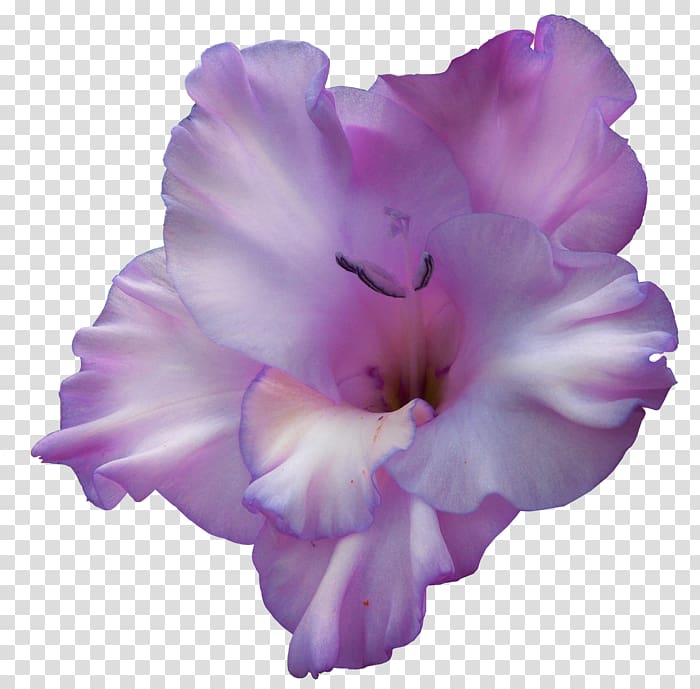 Gladiolus Portable Network Graphics Birth flower Violet, gladiolus transparent background PNG clipart