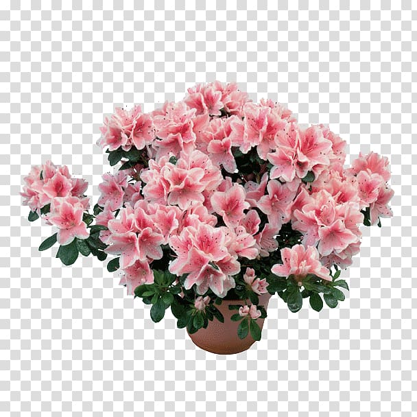 Azalea Rhododendron simsii Plant Subgenus Flower, plant transparent background PNG clipart