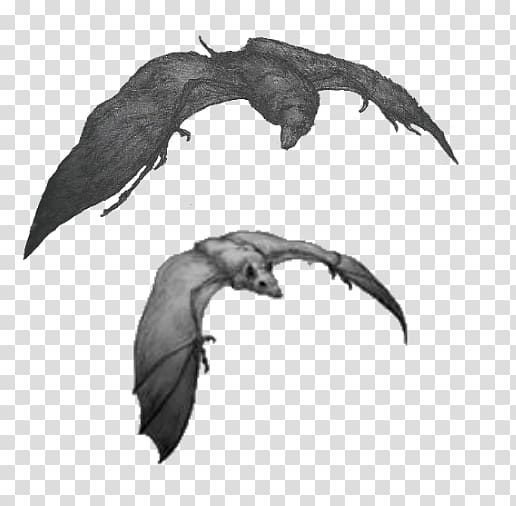 Bat Silverwing Wikia Carnivore, bat transparent background PNG clipart