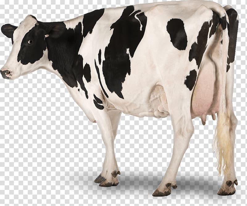 white and black cow illustration, Holstein Friesian cattle Dairy cattle Sheep Live Cheese, clarabelle cow transparent background PNG clipart