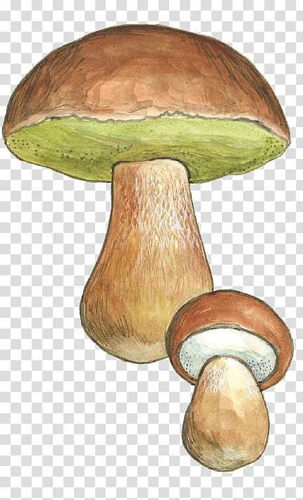 Pleurotus eryngii Boletus edulis Penny bun Fungus Edible mushroom, Boletus Edulis transparent background PNG clipart