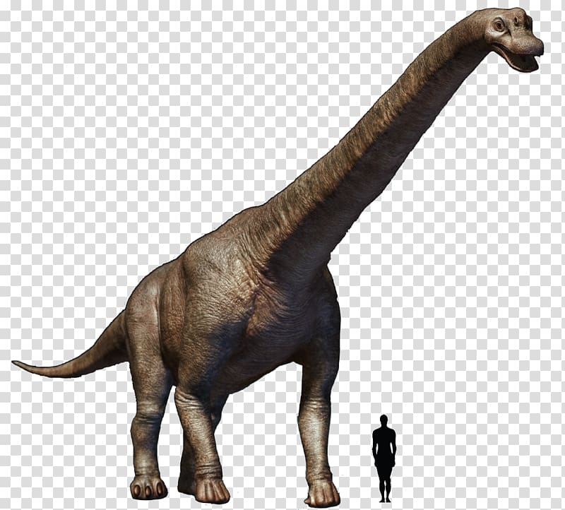 Tyrannosaurus Brachiosaurus Torosaurus Argentinosaurus Futalognkosaurus, dinosaur transparent background PNG clipart