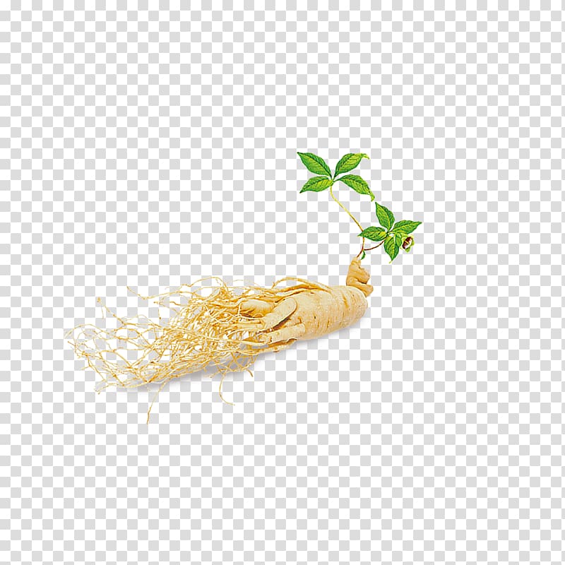 green leafed plant art, Asian Ginseng Dietary supplement Ginsenoside, Ginseng Health Products transparent background PNG clipart
