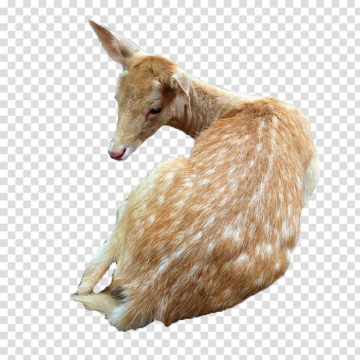 Sika deer Goat, Tummy deer transparent background PNG clipart