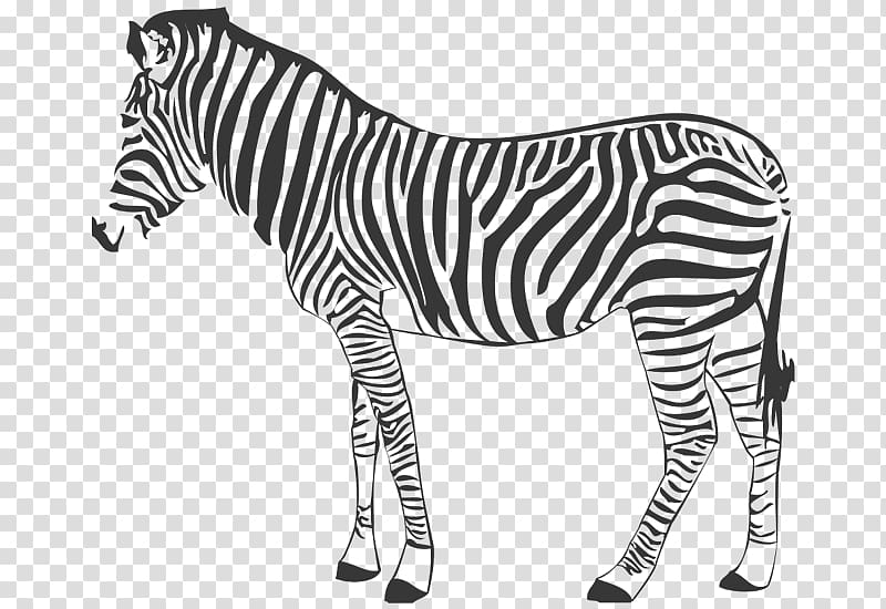 Quagga Mountain zebra Horse , wall decal transparent background PNG clipart