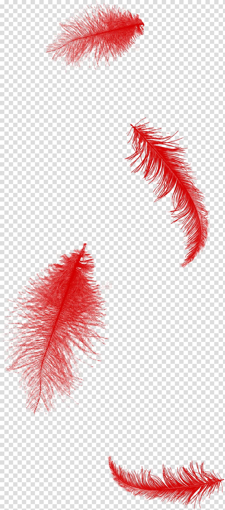 Feather Red , Red Feather transparent background PNG clipart