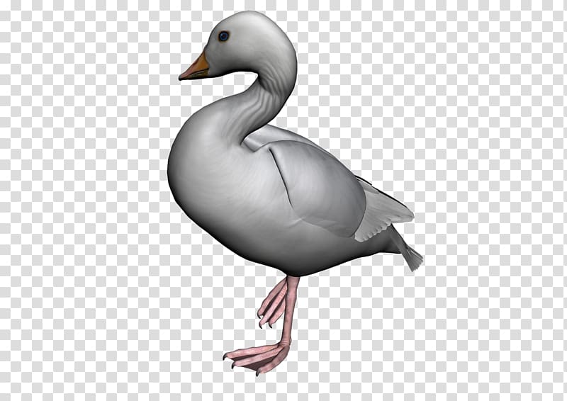 American Pekin Duck Bird Goose, goose transparent background PNG clipart