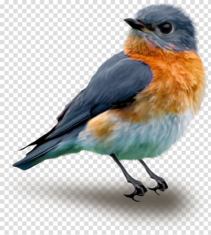 Songbird Drawing , Bird transparent background PNG clipart