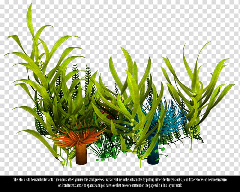 Underwater Aquatic Plants Seaweed , sea transparent background PNG clipart