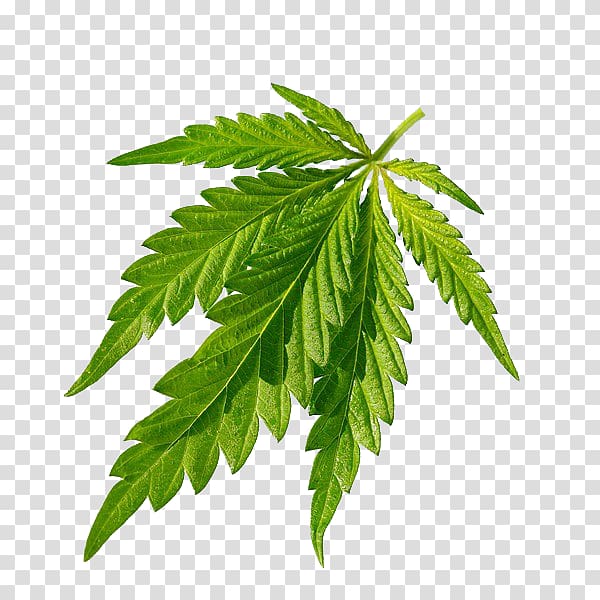Cannabis sativa Joint Leaf, Cannabis green leaves closeup transparent background PNG clipart