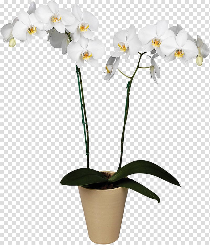 white orchid flowers, Orchids Plant Flower Boat orchid Floristry, orchid transparent background PNG clipart