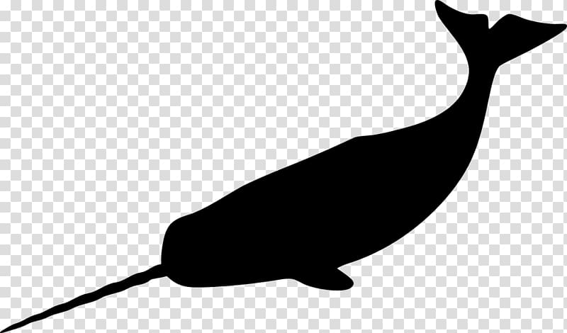 Narwhal Whale Drawing , whale transparent background PNG clipart