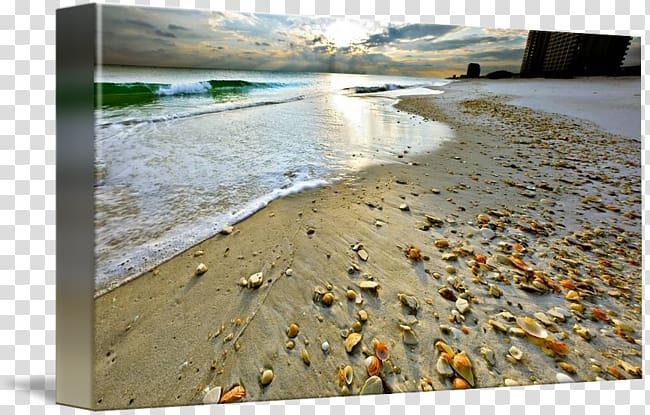 Shore Sunny Beach Sand Seashell, beach transparent background PNG clipart