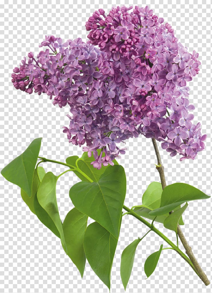 purple flowers, Lilac Flower , Purple Lilac transparent background PNG clipart