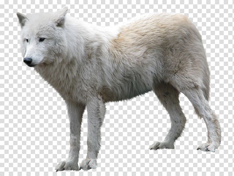 white wolf, Arctic wolf , Wolf transparent background PNG clipart