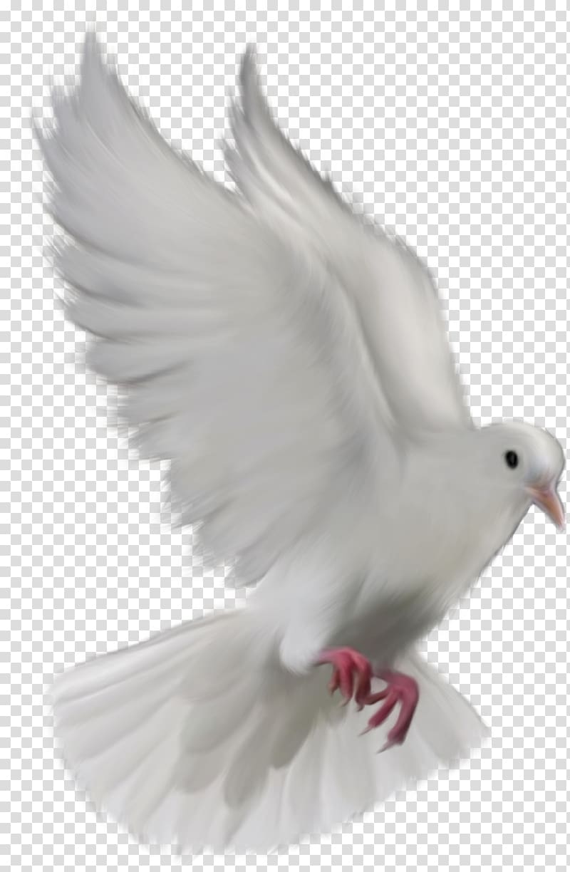 Bird Columbidae Typical pigeons , pigeon transparent background PNG clipart