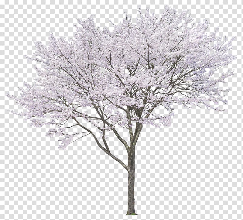 white leafed tree, Tree , Luxuriant trees transparent background PNG clipart