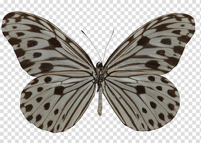 Milkweed butterfly Ideopsis gaura Ceramic, butterfly transparent background PNG clipart