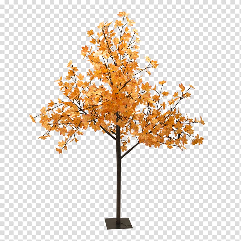 Tree Light Red maple Sugar maple Woody plant, tree shade transparent background PNG clipart