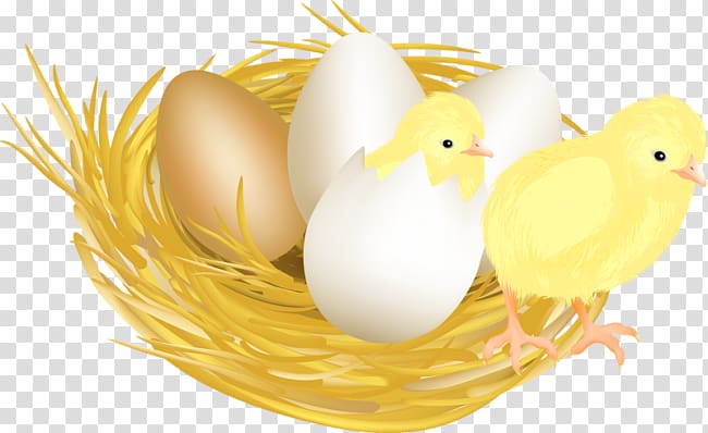 Chicken meat Eggshell Drawing, chicken transparent background PNG clipart