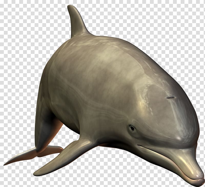 Dolphin transparent background PNG clipart