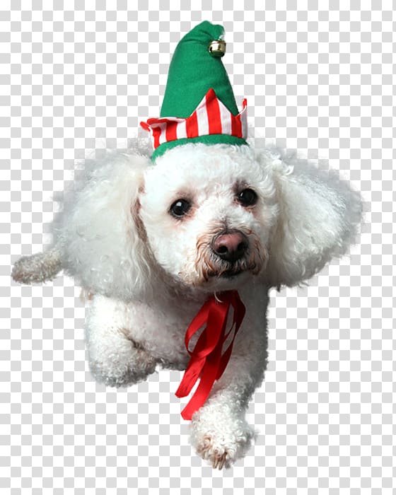 Bichon Frise Maltese dog Miniature Poodle Schnoodle, puppy transparent background PNG clipart