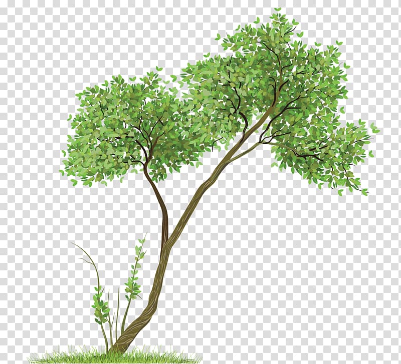 file formats , Tree , green leafed tree illustration transparent background PNG clipart