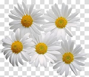 Camomile transparent background PNG clipart