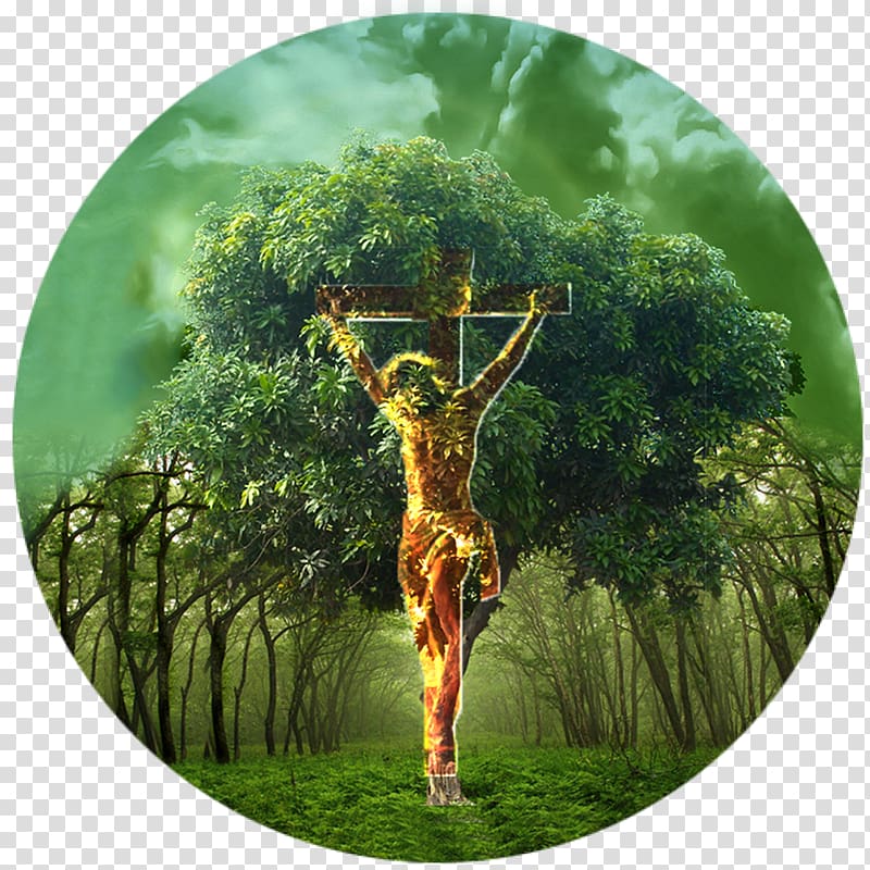 Bible Tree of life Garden of Eden Genesis, tree of life transparent background PNG clipart