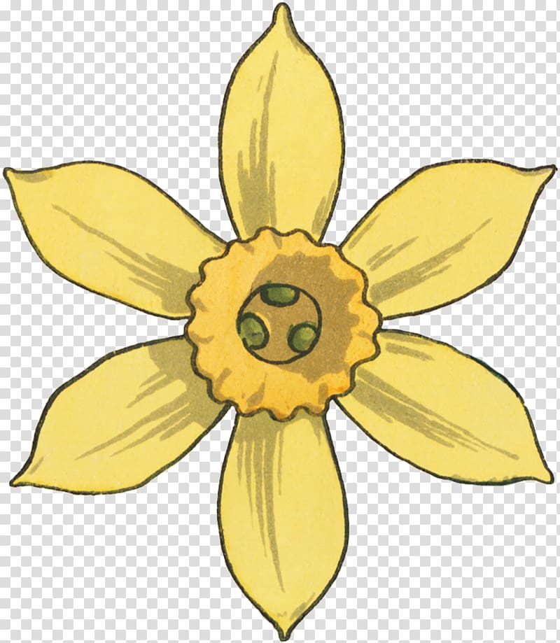 Narcissus Floral design Pattern, design transparent background PNG clipart