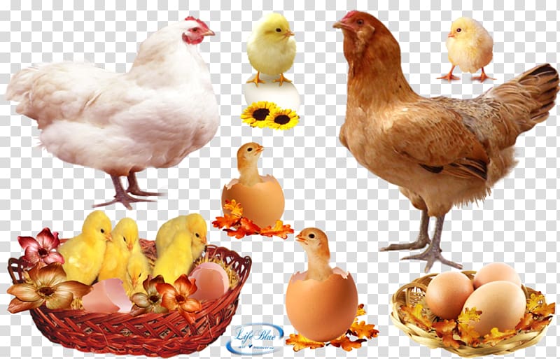 Rooster Roast chicken Egg Hen, chicken transparent background PNG clipart