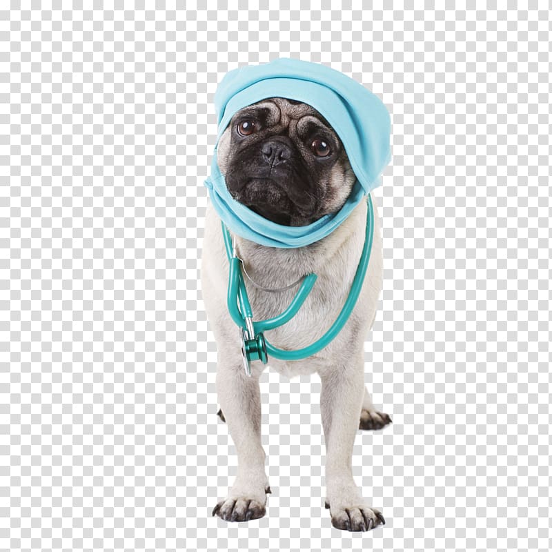 pet surgery dog doctor transparent background PNG clipart