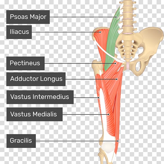 Pectineus muscle Sartorius muscle Anatomy Human body, others transparent background PNG clipart