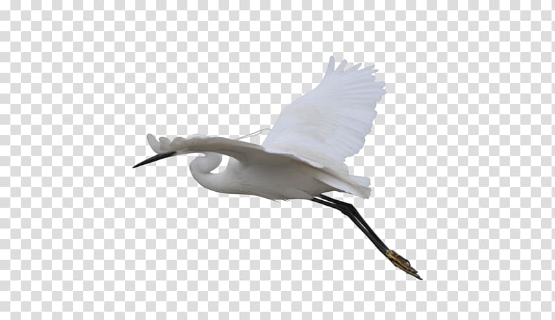 Beak Bird Goose Duck Cygnini, Flying Crane transparent background PNG clipart